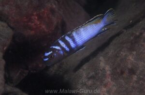 Tropheops kumwera Arten